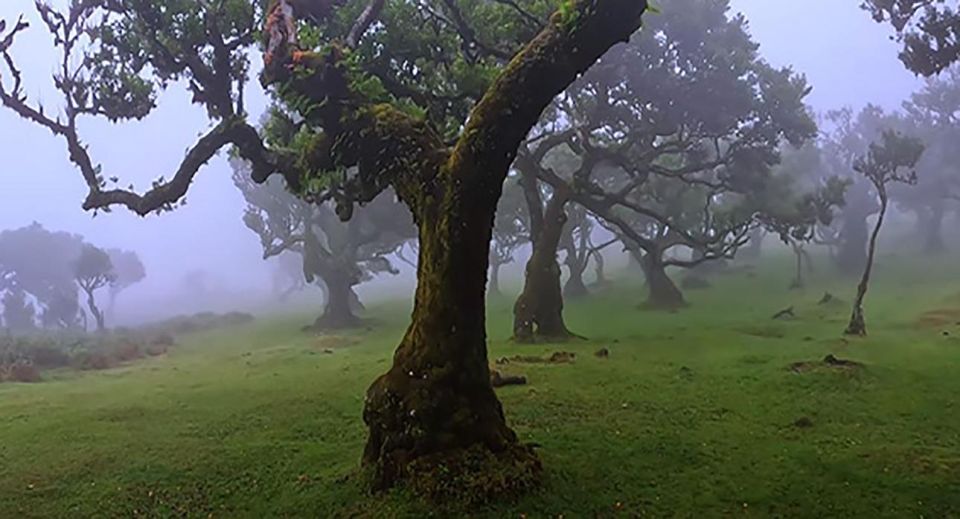 From Funchal: West Madeira Waterfalls and Fanal Forest Tour - Guide Quality and Experience