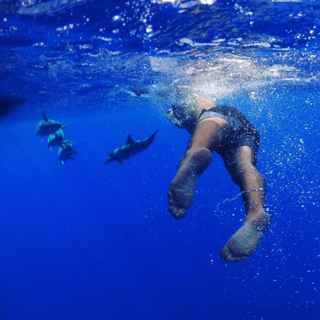 From Funchal: Whale and Dolphin Watching - What to Expect from the Tour