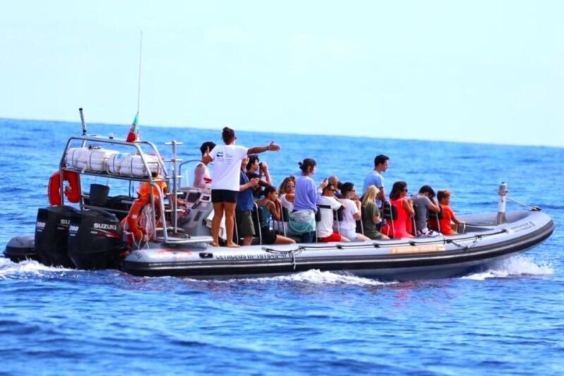 From Funchal: Whale and Dolphin Watching - FAQs
