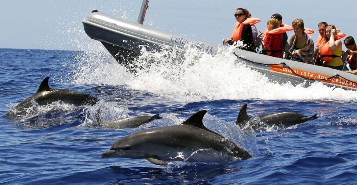 From Funchal: Whale and Dolphin Watching - Highlights and Inclusions