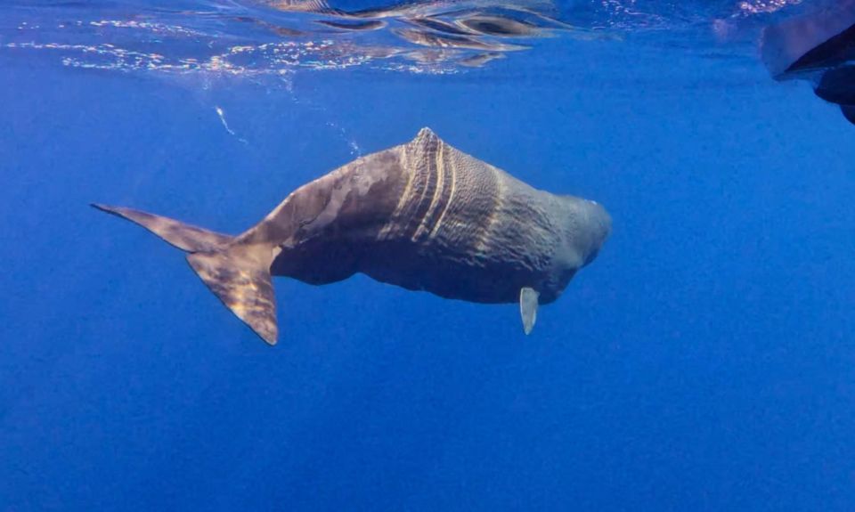 From Funchal: Whale and Dolphin Watching - Exploring Whales and Dolphins