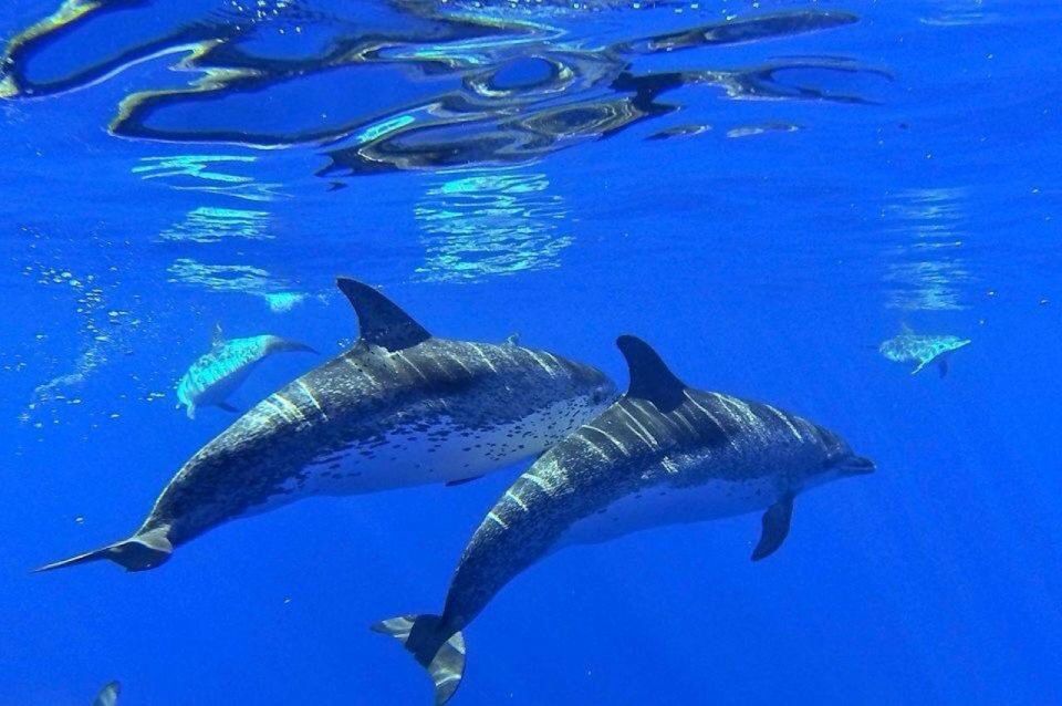 From Funchal: Whale and Dolphin Watching - Swimming With Dolphins