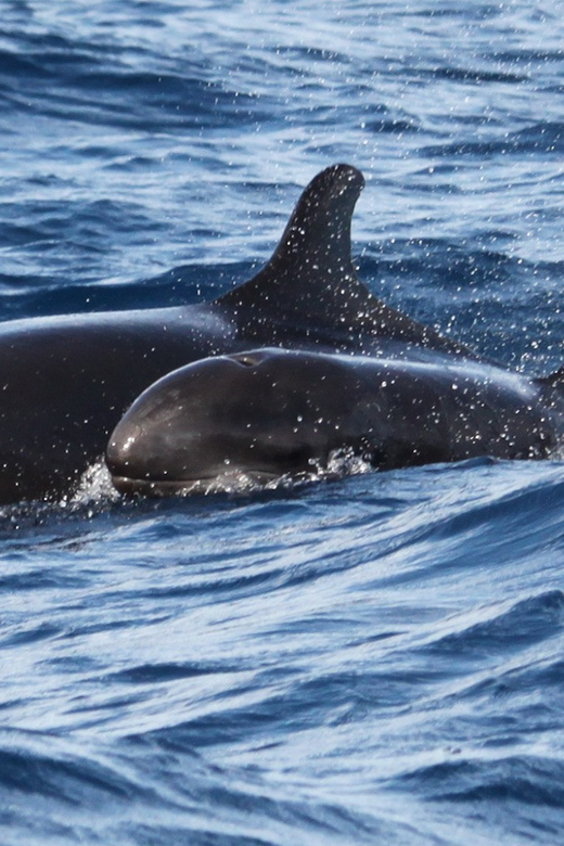 From Funchal: Whales and Dolphin Adventure Tour - An In-Depth Look at the Tour