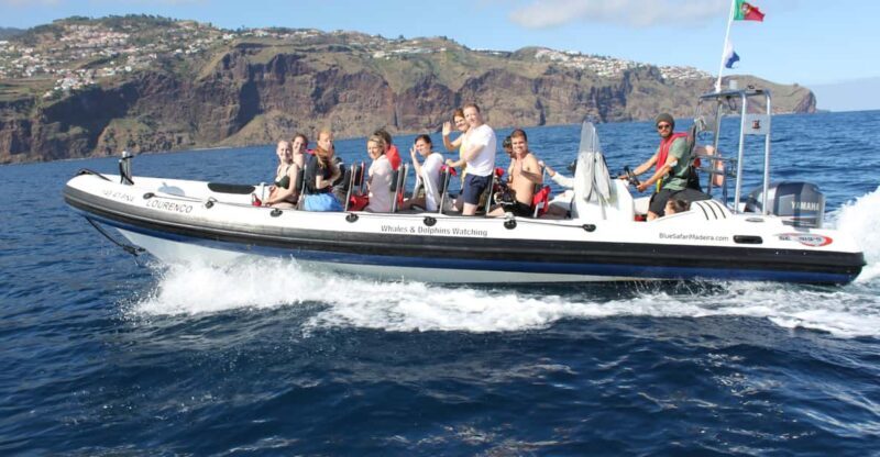 From Funchal: Whales and Dolphin Adventure Tour - Authentic Experiences and Reviews