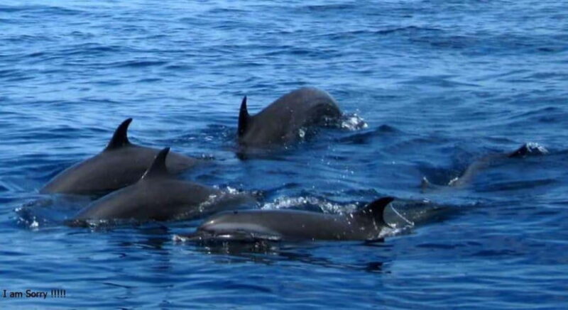 From Galle: All Inclusive Whales & Dolphin Watching Tour - Key Points