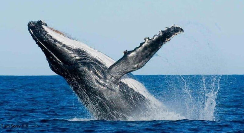 From Galle: All Inclusive Whales & Dolphin Watching Tour - A Closer Look at the Experience