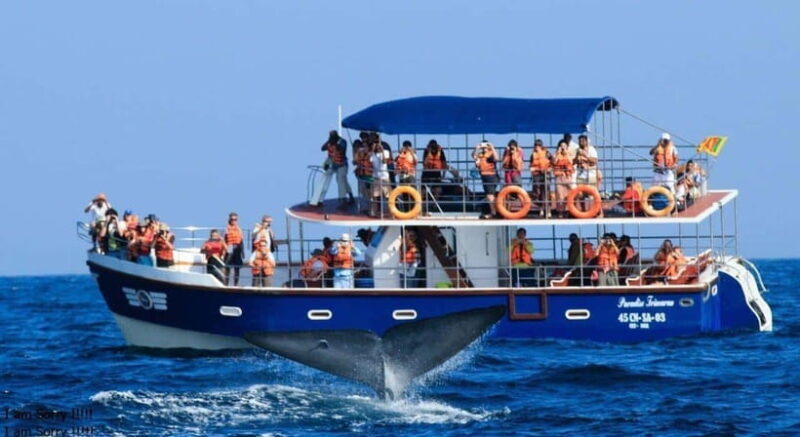 From Galle: All Inclusive Whales & Dolphin Watching Tour - Who Will Love This Tour?