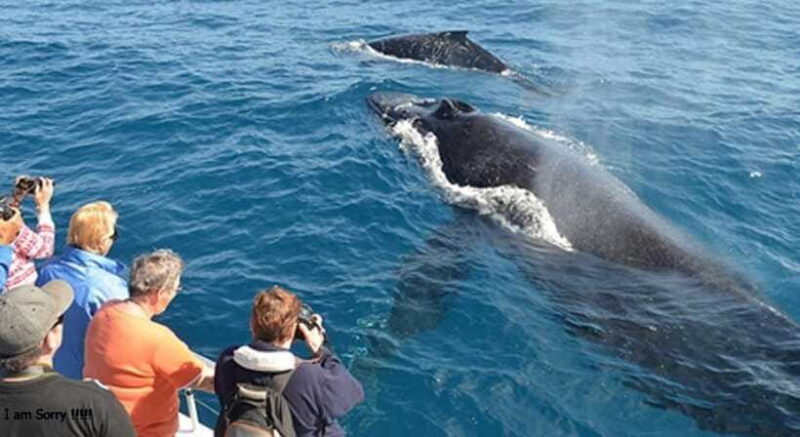 From Galle: All Inclusive Whales & Dolphin Watching Tour - The Sum Up