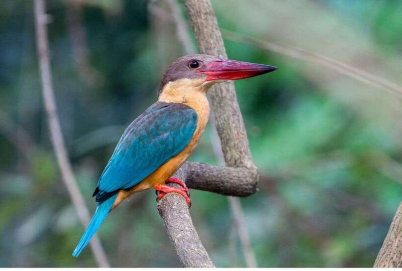 From Galle: Exclusive Madu River Safari & Turtle Hatchery - Who Should Consider This Tour?