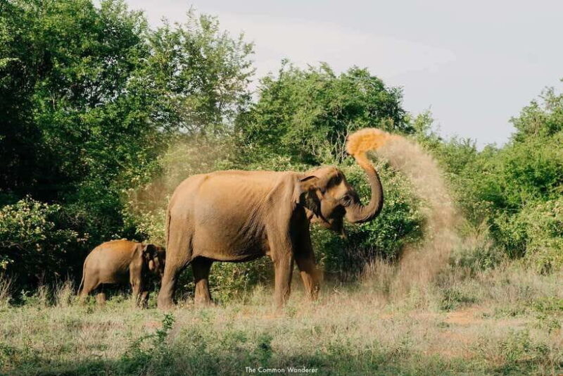 From Galle/Hikkaduwa/Bentota: Udawalawe Safari Tour. - Key Points