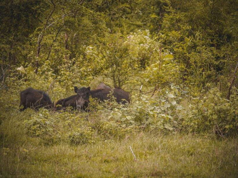 From Galle/Hikkaduwa/Bentota: Udawalawe Safari Tour. - Practical Details: What You Need to Know