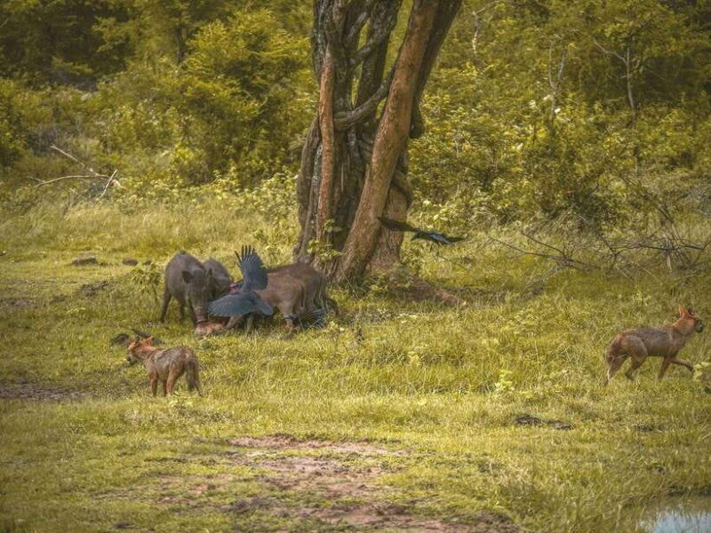 From Galle/Hikkaduwa/Bentota: Udawalawe Safari Tour. - Who Will Love This Tour