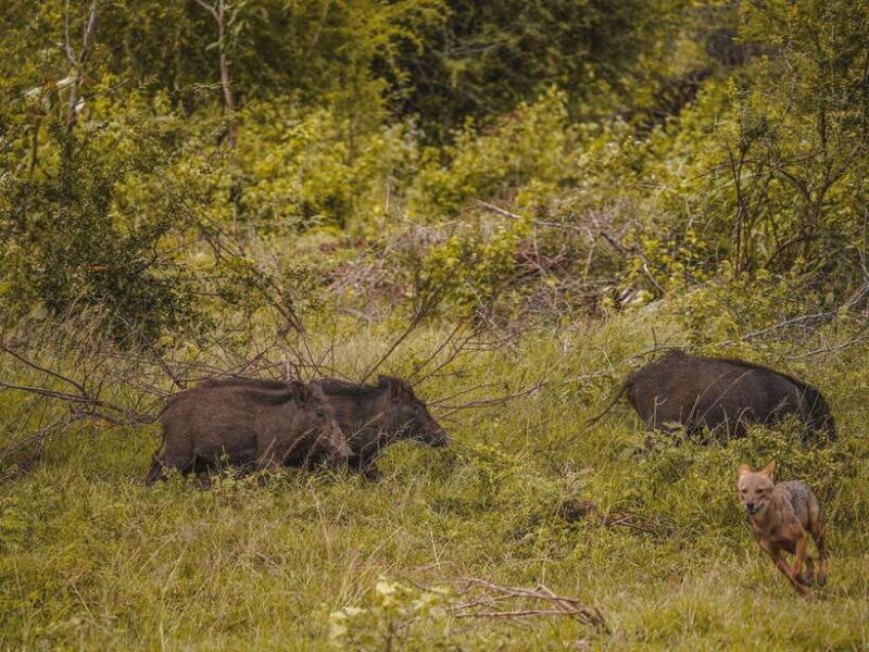 From Galle/Hikkaduwa/Bentota: Udawalawe Safari Tour. - The Sum Up