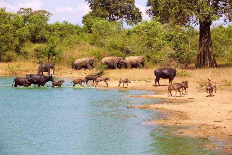 From Galle/Hikkaduwa/Bentota: Udawalawe Safari Tour. - Frequently Asked Questions