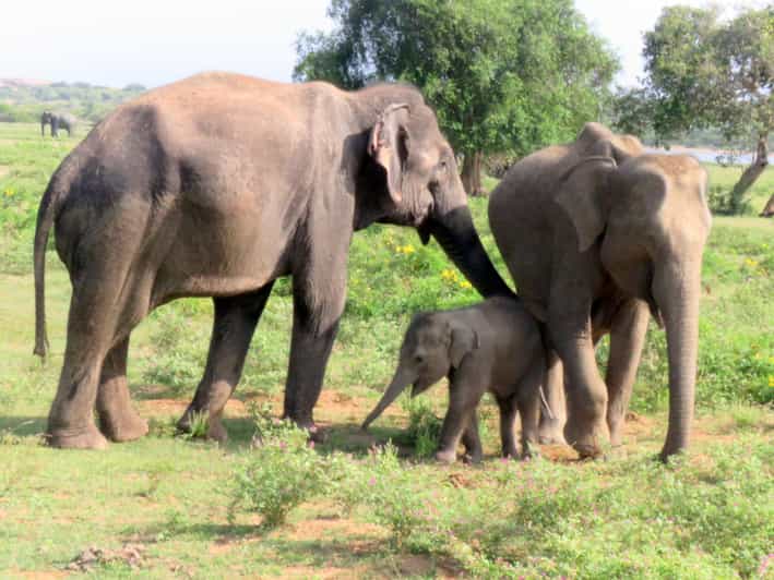 From Galle/Hikkaduwa/Mirissa Trip to Udawalawe Safari Tour - Itinerary and Experience