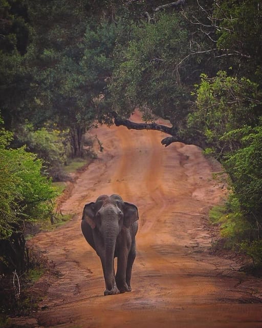 From Galle/Hikkaduwa/Mirissa Trip to Udawalawe Safari Tour - Frequently Asked Questions