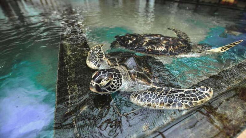 From Galle: Madu River Safari, Turtles & Galle Fort - Key Points