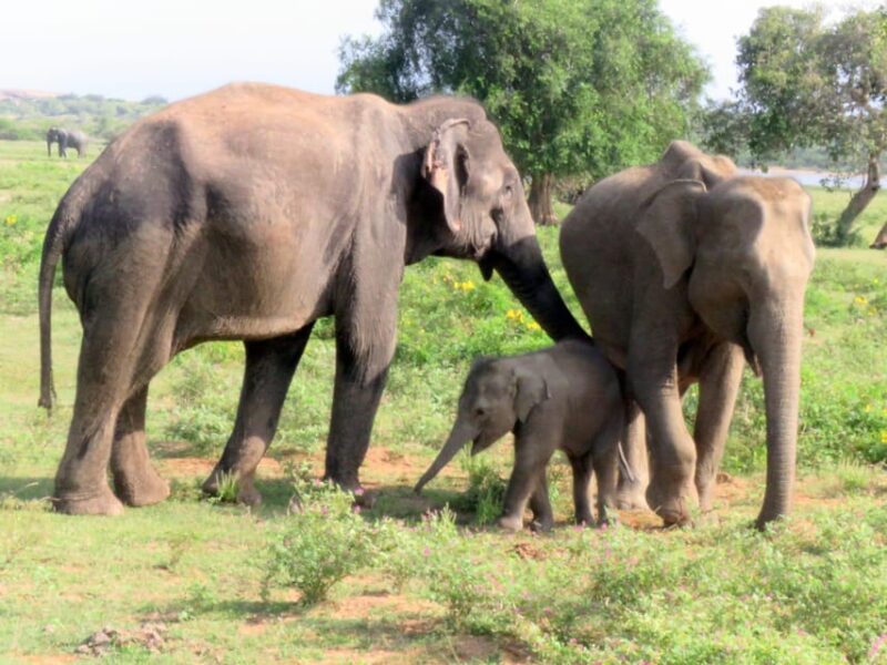 From Galle/Mirissa/Hikkaduwa - Yala Full Day Safari Tour - Inclusions and Comfort
