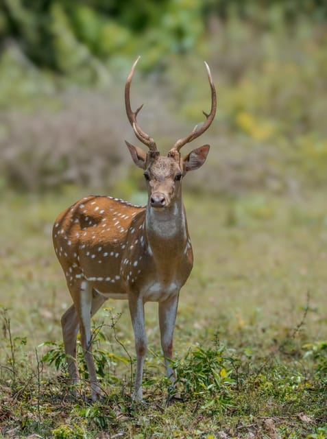 From Galle/Mirissa/Hikkaduwa - Yala Full Day Safari Tour - Suitability and Restrictions