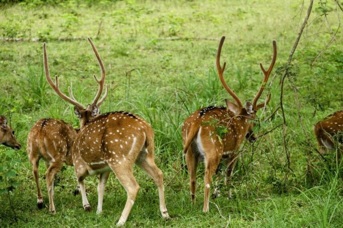 From Galle/Mirissa/Hikkaduwa - Yala Full Day Safari Tour - Booking and Cancellation Policy