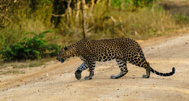 From Galle/Mirissa/Hikkaduwa : Yala National Park 4*4 Safari - Good To Know