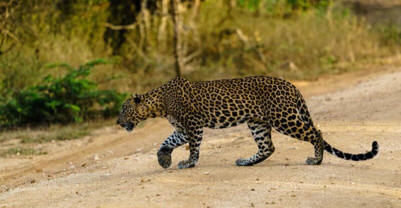 From Galle/Mirissa/Hikkaduwa : Yala National Park 4*4 Safari - Wildlife and Highlights