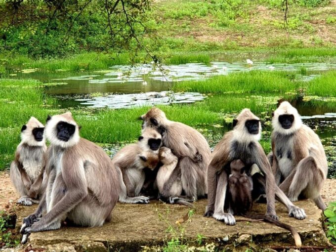 From Galle/Mirissa/Hikkaduwa : Yala National Park 4*4 Safari - Important Considerations