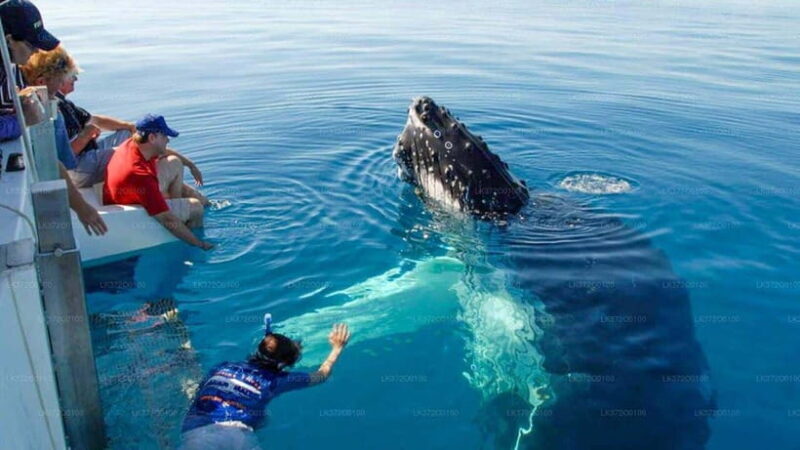 From Galle: Mirissa morning whale watching tour - Why This Tour Stands Out  