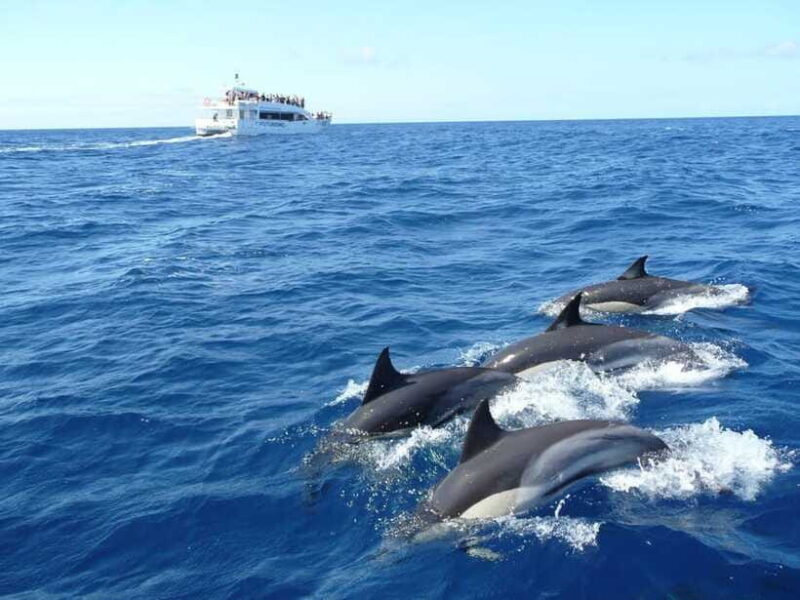 From Galle: Mirissa morning whale watching tour - FAQ  