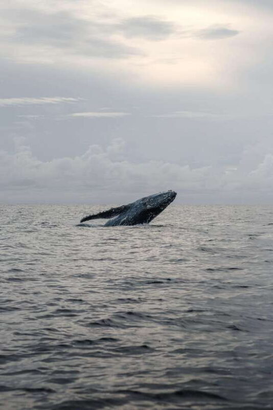 From Galle: Mirissa Whale and Dolphin Watching Boat Ride - Key Points