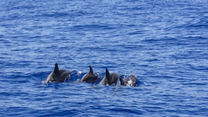 From Galle: Mirissa Whale and Dolphin Watching Boat Ride - An In-Depth Look at the Mirissa Whale and Dolphin Watching Experience