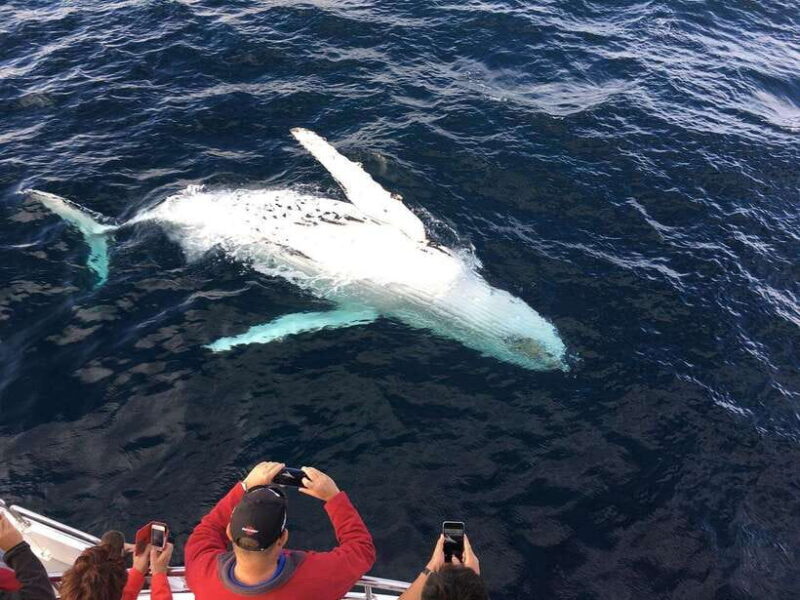 From Galle: Mirissa Whale and Dolphin Watching Boat Ride - Final Thoughts