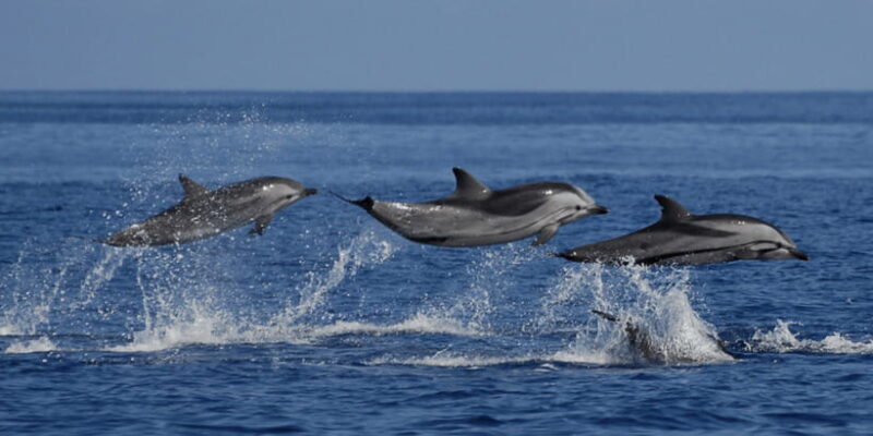 From Galle : Whale and Dolphin Watching Tour in Mirissa - An In-Depth Look at the Whale and Dolphin Watching Tour