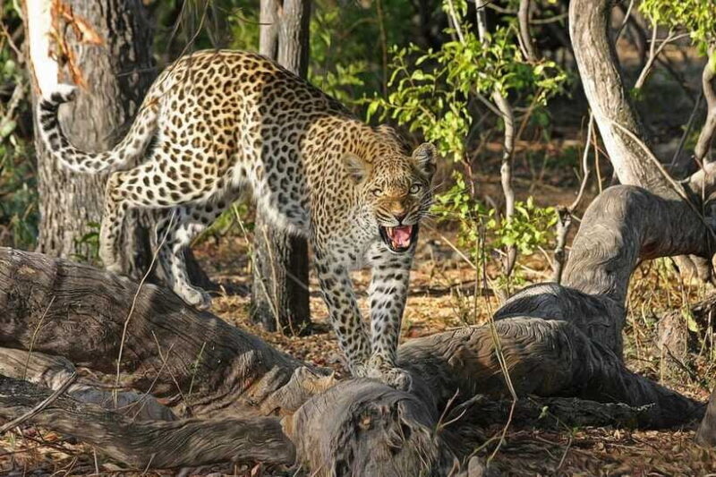 From Galle: Yala Day Trip with Free Entrance and Food - The Price and Value