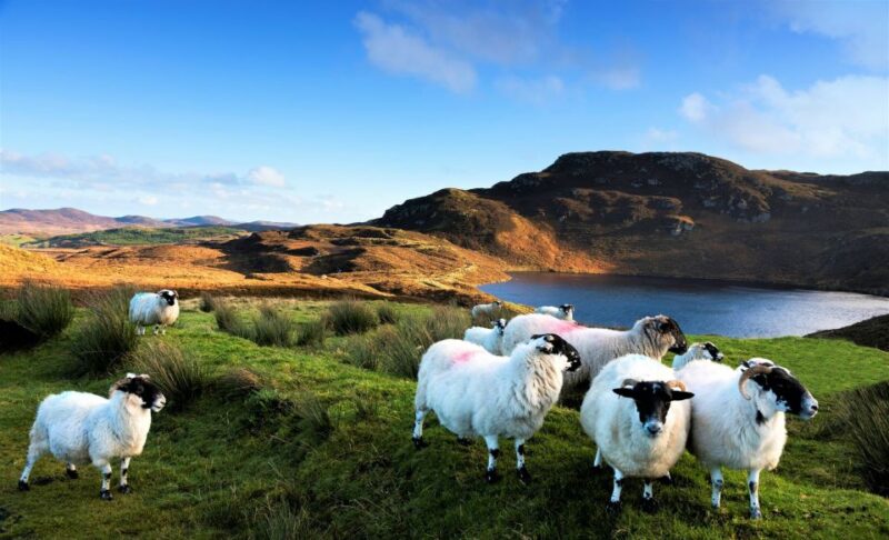From Galway: Castles of Connemara Full-Day Tour - Good To Know