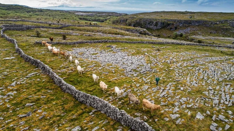 From Galway: Connemara, Aran Islands, Cruise & Burren tour - The Itinerary: What to Expect