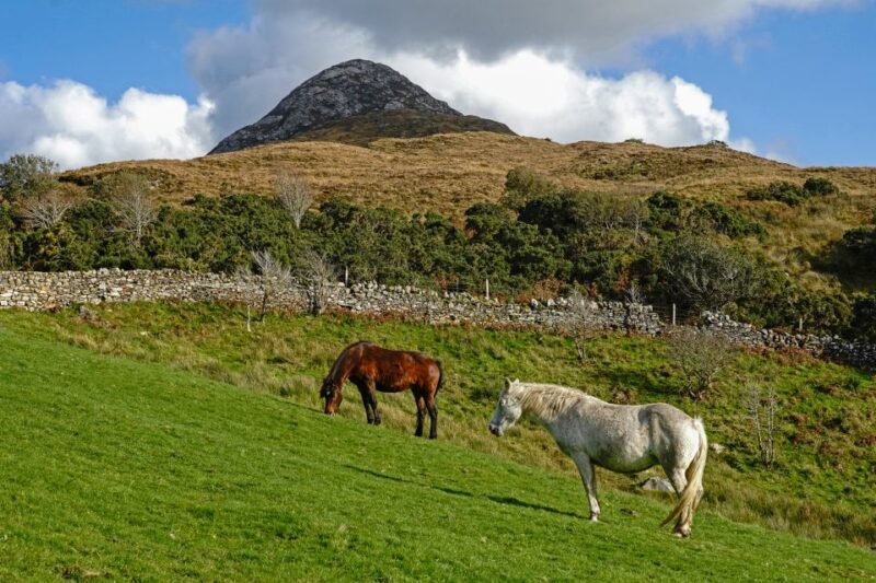 From Galway: Connemara National Park Full Day Tour - Logistics and Meeting Information