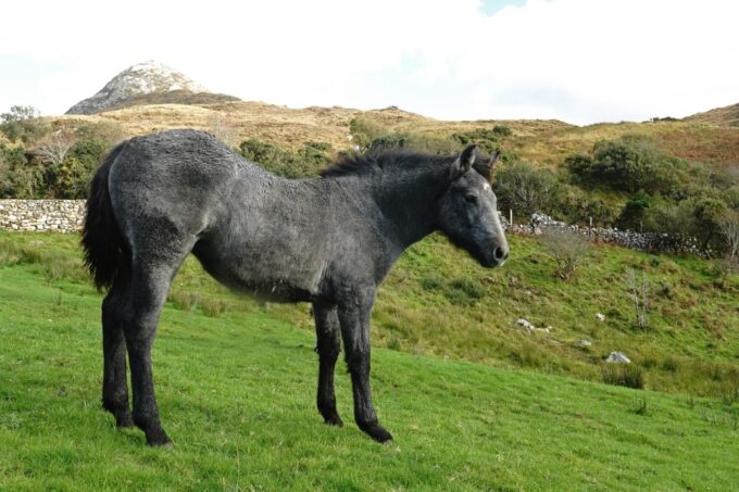 From Galway: Connemara National Park Full Day Tour - What to Bring