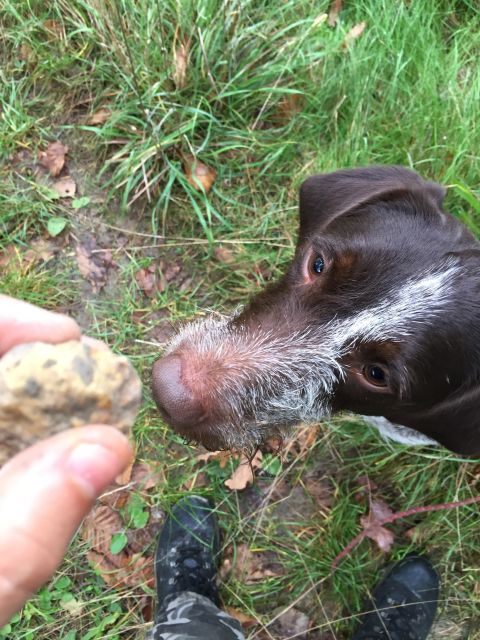 From Gavi: Piedmont Truffle Hunting Experience With Tasting - Sensory Analysis of Truffles