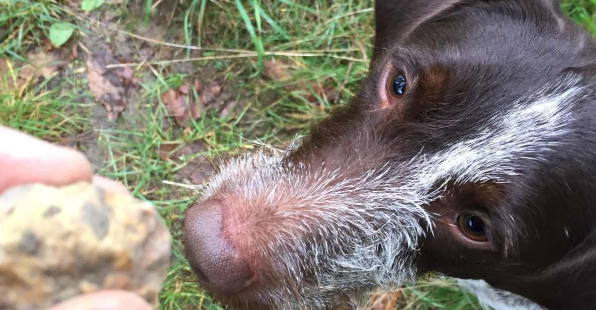From Gavi: Piedmont Truffle Hunting Experience With Tasting - Truffle Tasting and Wine Pairing