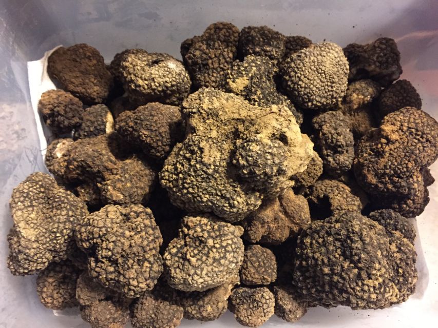 From Gavi: Piedmont Truffle Hunting Experience With Tasting - Exploring the Local Terroir