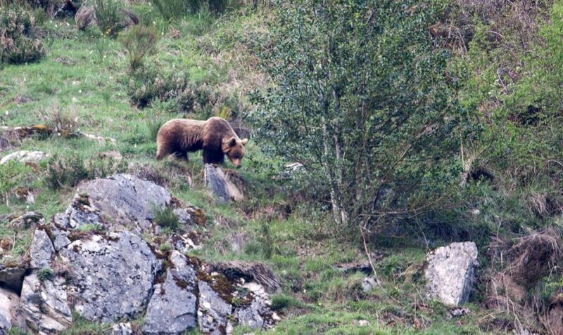 From Gijón, Oviedo or Pola De Somiedo: Brown Bear Spotting - Experience Highlights