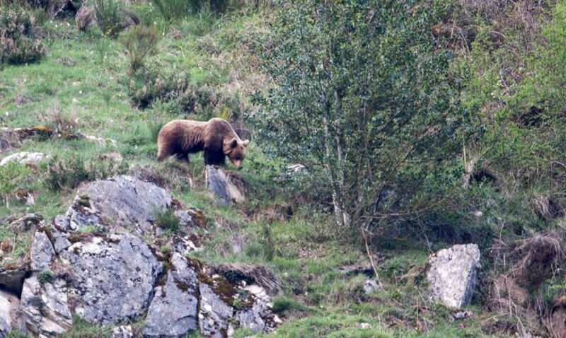 From Gijón, Oviedo or Pola De Somiedo: Brown Bear Spotting - Enjoying Nature in a Small Group Setting