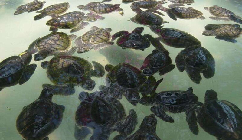 From Gili Air : 3 Islands Snorkeling Trip with Sea Turtles - The Marine Life and Why It Matters