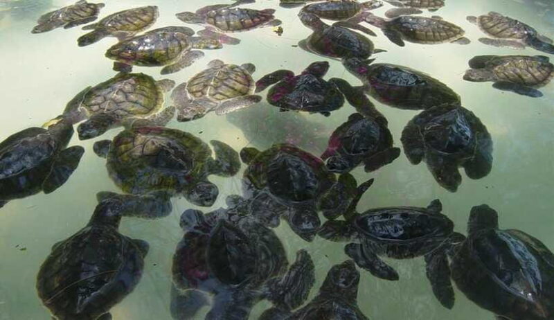 From Gili Air : 3 Islands Snorkeling Trip with Sea Turtles - Authentic Marine Encounters Beyond the Surface
