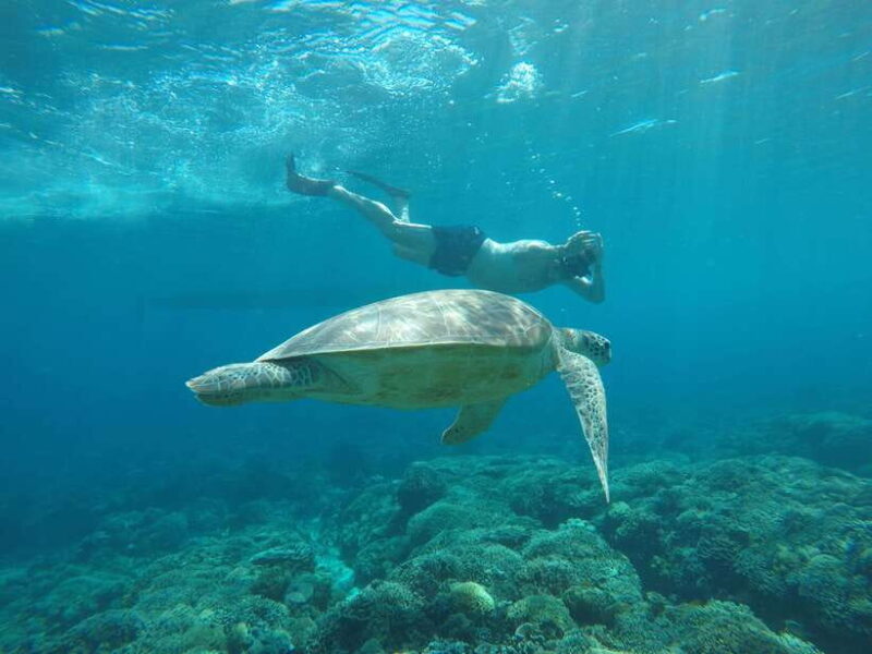 From Gili Air Private Snorkeling Tour 3 Gilis - An Overview of the Snorkeling Experience