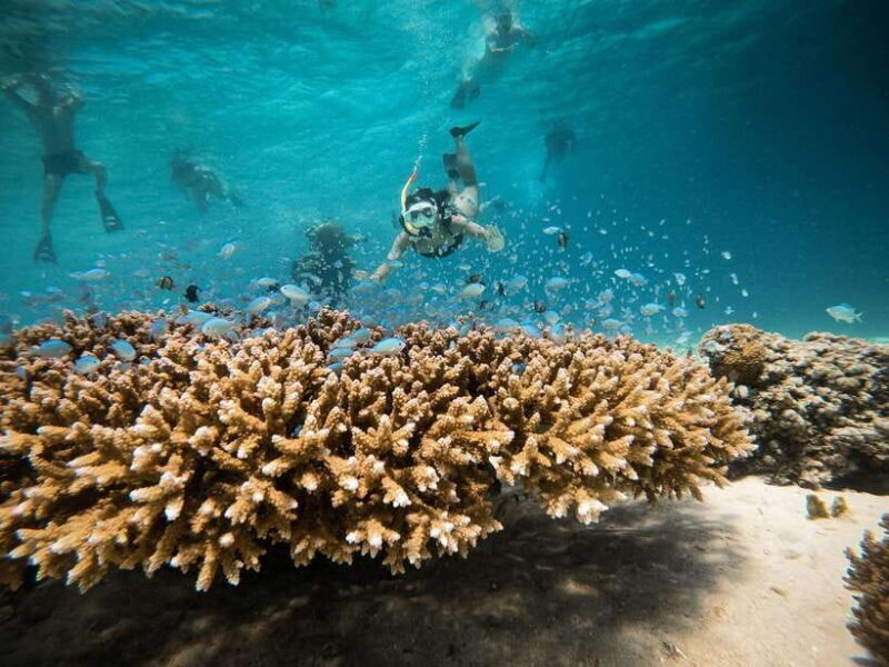From Gili Air: Snorkeling with Turtles & Underwater Statue - Why We Think This Tour Offers Great Value