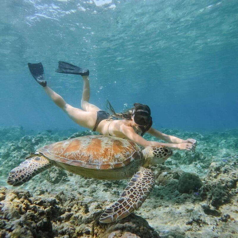 From Gili Meno: Private Snorkeling with Turtle & Statue - Reviews: What Travelers Say