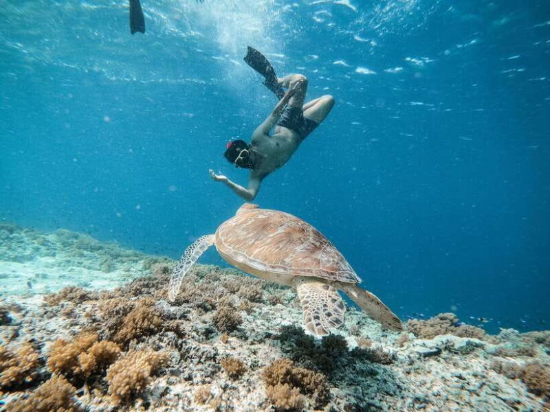 From Gili Meno: Private Snorkeling with Turtle & Statue - Who Will Enjoy This Tour?