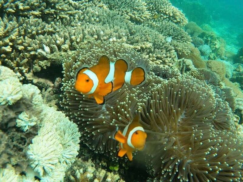 From Gili Meno: Private Snorkeling with Turtle & Statue - FAQ